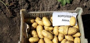 Описание на сорта картофи Королева Анна, особености на отглеждането и грижите