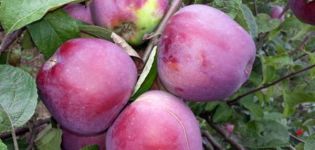 Description and characteristics of the Imant apple tree, planting and growing rules