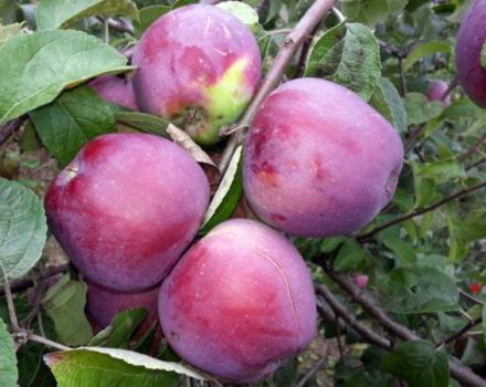 Description and characteristics of the Imant apple tree, planting and growing rules