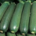 Penerangan mengenai ciri-ciri Tsukesha zucchini, penanaman dan penyimpanan