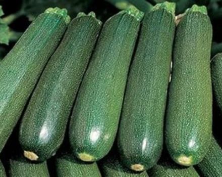 Description of the Tsukesha zucchini variety, cultivation and storage features