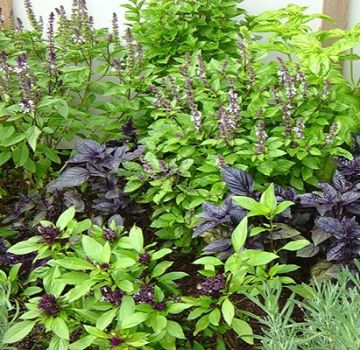 Types and description of the best varieties of basil, their cultivation in the open field