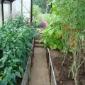 What can be planted with tomatoes in a greenhouse, with which crops are compatible