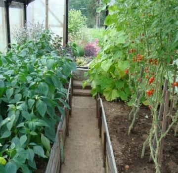 What can be planted with tomatoes in a greenhouse, what crops are compatible with