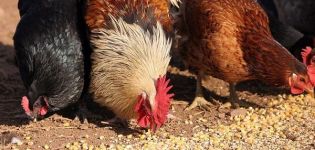 Quel est le danger du manque de coquilles dans l'alimentation des poulets, la composition et comment la donner correctement