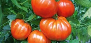 Description of tomato Leader f1, characteristics of the variety and cultivation