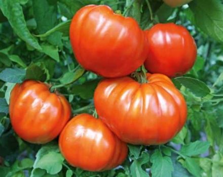 Descripción del tomate Leader f1, características de la variedad y cultivo.