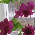 Comment conserver le pétunia jusqu'au printemps prochain à la maison