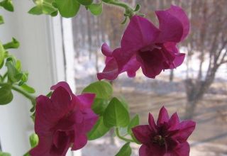 Comment conserver le pétunia jusqu'au printemps prochain à la maison