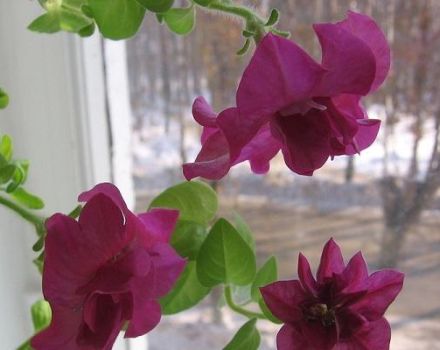 Comment conserver le pétunia jusqu'au printemps prochain à la maison