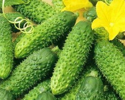 Description of the Adam cucumber variety and recommendations for cultivation and care