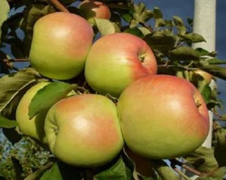 Descripción y características, la historia de la selección de la variedad Winter Beauty y reseñas de jardineros.