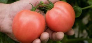 Penerangan dan hasil varieti tomato Bokele, ulasan tukang kebun