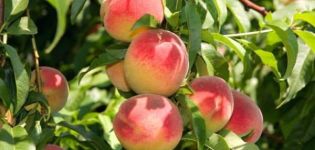 What can be grafted on a peach and how correctly, the timing of budding