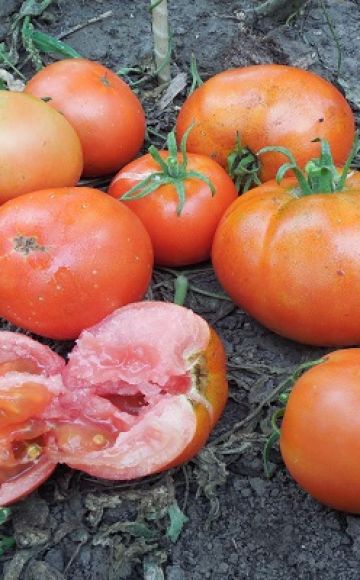 Descripción de la variedad de tomate Ermak F1, características de cultivo y cuidado.