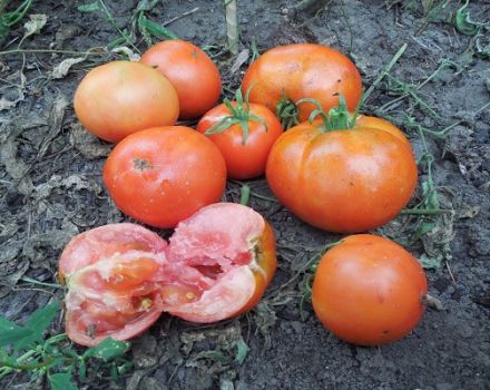 Description de la variété de tomate Ermak F1, caractéristiques de culture et d'entretien