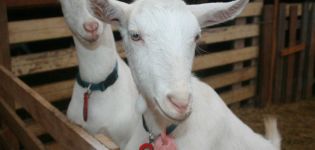 Symptoms and diagnosis of brucellosis in goats, treatment methods and prevention