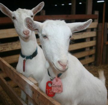 Síntomas y diagnóstico de brucelosis en cabras, métodos de tratamiento y prevención.