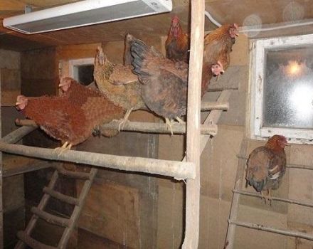 What should be the temperature in the hen house in winter, optimal performance and heating rules