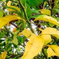 Reasons why plum leaves turn yellow and fall off and what to do