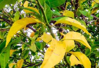 Reasons why plum leaves turn yellow and fall off and what to do