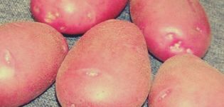 Description of the Kamensky potato variety, features of cultivation and care