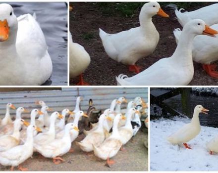 Comment élever et élever des canards de Pékin à la maison