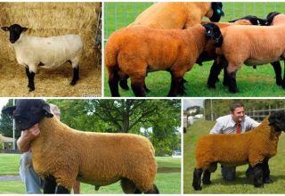 Description et caractéristiques des moutons Suffolk, caractéristiques du contenu