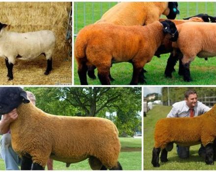 Description and characteristics of Suffolk sheep, features of the content