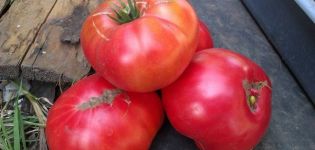 Description of the tomato variety Millionaire, its characteristics and cultivation