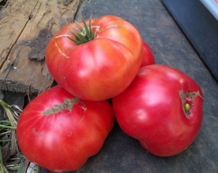 Beschrijving van het tomatenras Millionaire, zijn kenmerken en teelt