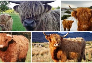 Descripción de la raza de vacas escocesas, sus características y cuidados de las Highlands.