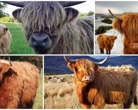 Description de la race de vaches écossaises, de leurs caractéristiques et du soin des Highlands