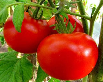 Description de la variété de tomate Joues rouges et ses caractéristiques