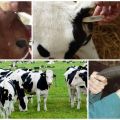 Température corporelle normale des veaux et des vaches et raisons de l'augmentation