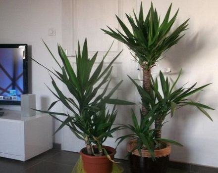 14 variétés de yucca populaires avec des descriptions et des caractéristiques