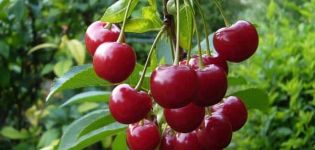 Descripción de las cerezas de la variedad Pamyat Vavilov y la historia de selección, plantación y cuidado.