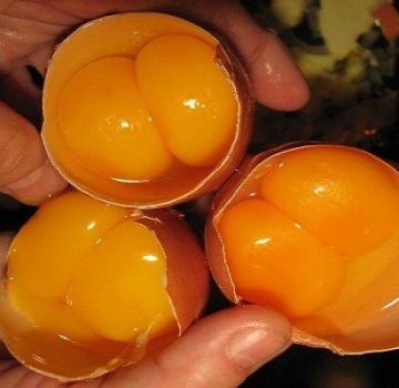 What chickens can lay two-yolk eggs, reasons and how to solve the problem