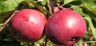 Descripción de la variedad de manzana Rubin, características de resistencia al invierno y reseñas de jardineros.