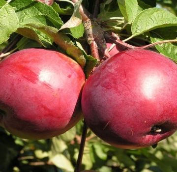 Beschrijving van de Rubin-appelvariëteit, kenmerken van winterhardheid en beoordelingen van tuinders