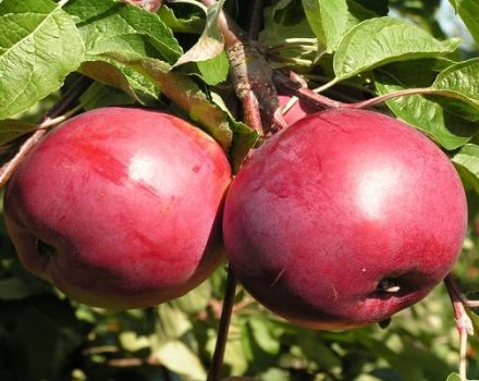 Description de la variété de pomme Rubin, caractéristiques de la résistance à l'hiver et avis des jardiniers