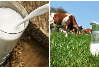 Por qué disminuyó la producción de leche de vaca y las razones de la fuerte disminución de la leche, qué hacer