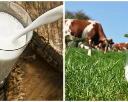 Why the cow's milk yield decreased and the reasons for the sharp decrease in milk, what to do