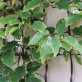 Plantación, cultivo y cuidado de actinidia en campo abierto de la región de Moscú, una descripción de las mejores variedades de kiwi.