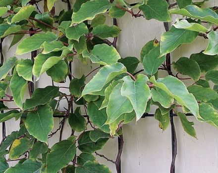 Plantación, cultivo y cuidado de actinidia en campo abierto de la región de Moscú, una descripción de las mejores variedades de kiwi.