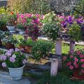 10 varieties of petunia opera with description and characteristics, planting and care