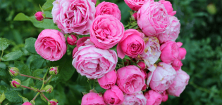 Description and characteristics of the Pomponella rose, planting and care