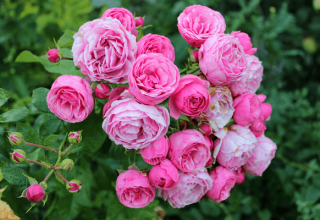 Description et caractéristiques de la rose Pomponella, plantation et entretien