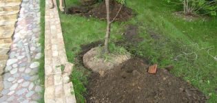 When is it better to plant apple trees in the Moscow region, timing and soil preparation, tree care