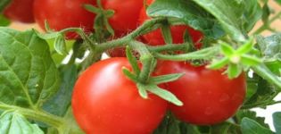 Description of the tomato variety Alice, features of cultivation and care